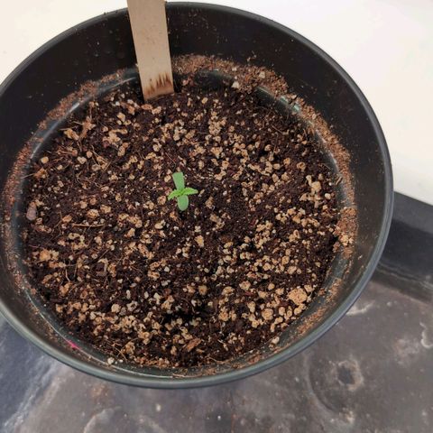 Broadway Runtz #1 growlog timeline photo