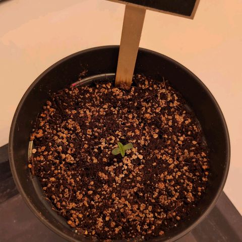 Broadway Runtz #2 growlog timeline photo
