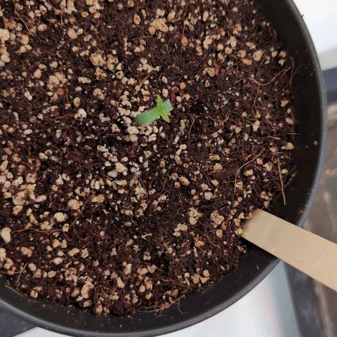 Jelly Donutz growlog timeline photo
