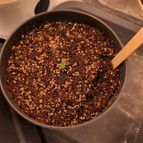 Blueberry Cupcake  growlog timeline photo