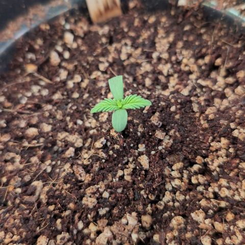 Broadway Runtz #1 growlog timeline photo