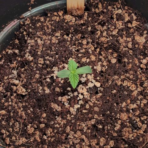 Broadway Runtz #2 growlog timeline photo