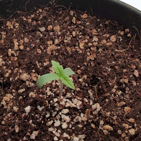 Jelly Donutz growlog timeline photo