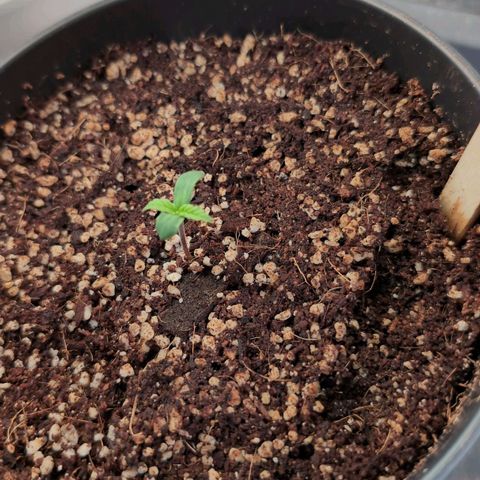Blueberry Cupcake  growlog timeline photo