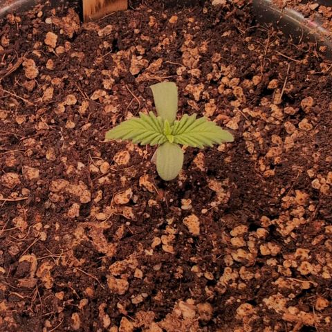 Broadway Runtz #1 growlog timeline photo
