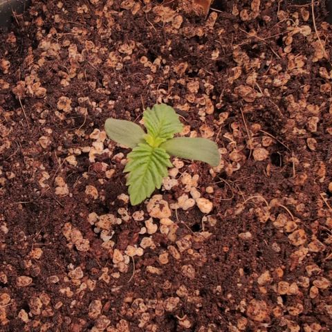 Broadway Runtz #2 growlog timeline photo