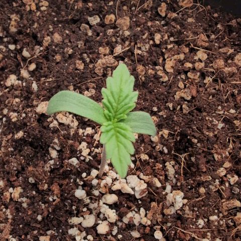 Jelly Donutz growlog timeline photo