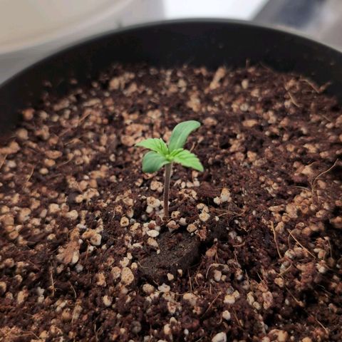 Blueberry Cupcake  growlog timeline photo