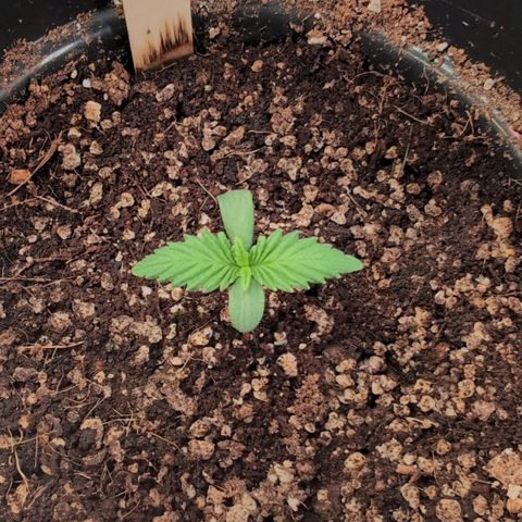 Broadway Runtz #1 growlog timeline photo