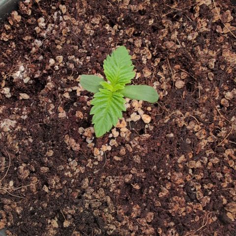 Broadway Runtz #2 growlog timeline photo
