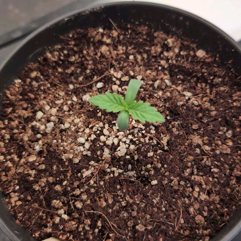 Jelly Donutz growlog timeline photo