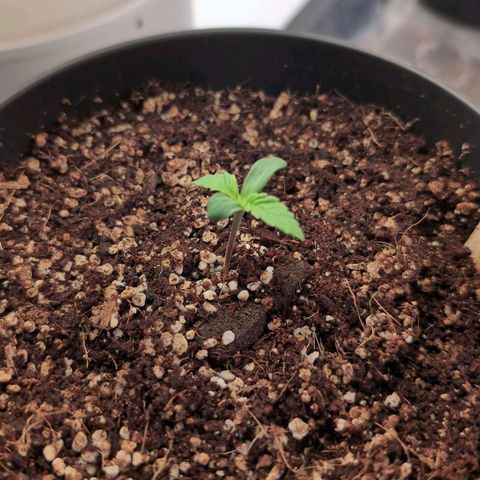 Blueberry Cupcake  growlog timeline photo