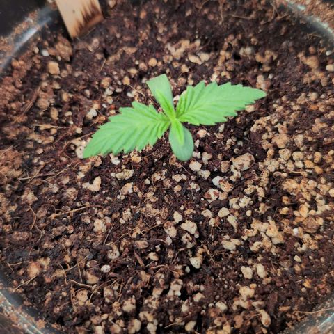 Broadway Runtz #1 growlog timeline photo