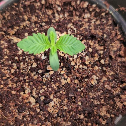 Broadway Runtz #2 growlog timeline photo