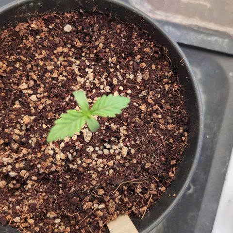 Jelly Donutz growlog timeline photo