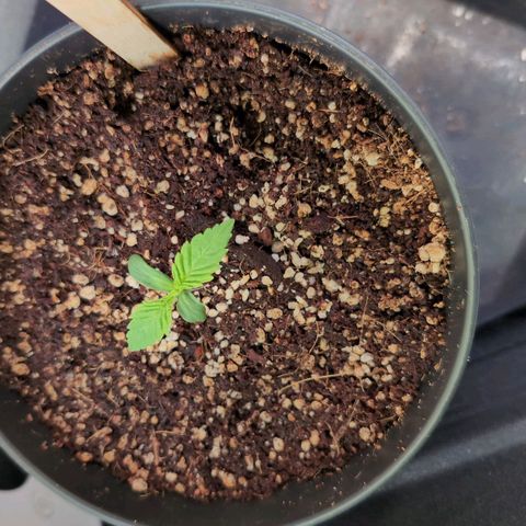 Blueberry Cupcake  growlog timeline photo