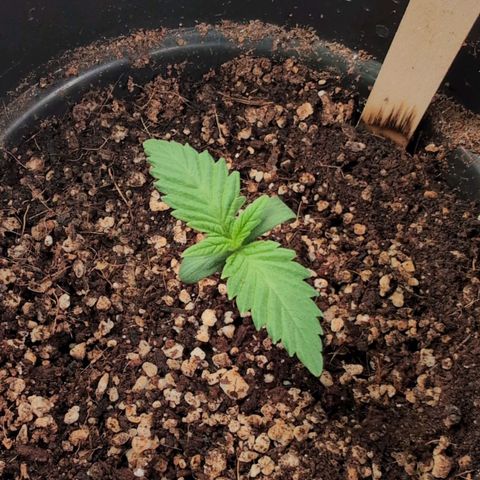 Broadway Runtz #1 growlog timeline photo