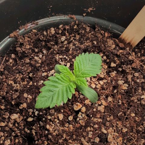 Broadway Runtz #2 growlog timeline photo