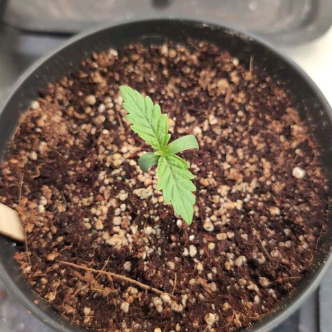 Jelly Donutz growlog timeline photo