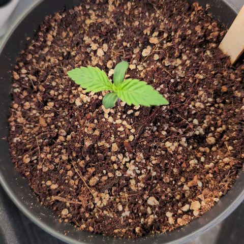 Blueberry Cupcake  growlog timeline photo