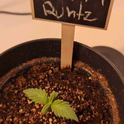 Broadway Runtz #1 growlog timeline photo