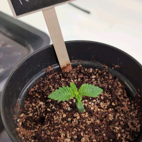 Broadway Runtz #2 growlog timeline photo