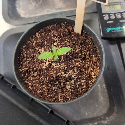 Blueberry Cupcake  growlog timeline photo