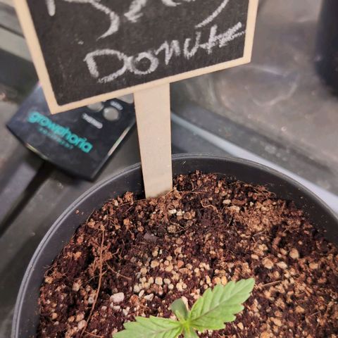 Jelly Donutz growlog timeline photo