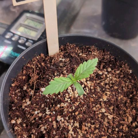 Jelly Donutz growlog timeline photo