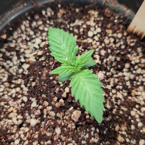 Broadway Runtz #1 growlog timeline photo