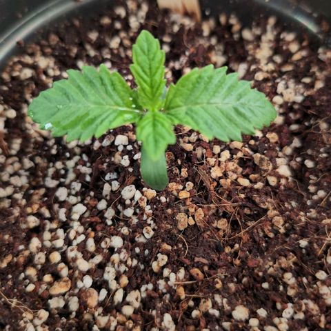 Broadway Runtz #2 growlog timeline photo