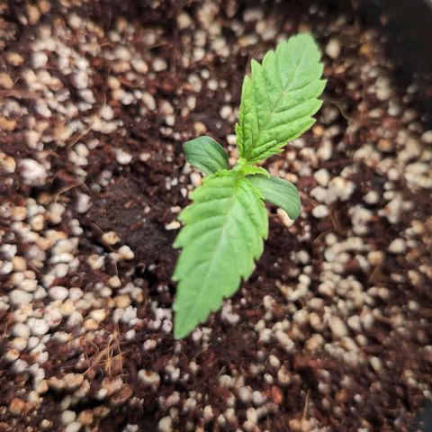 Blueberry Cupcake  growlog timeline photo