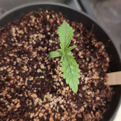 Jelly Donutz growlog timeline photo