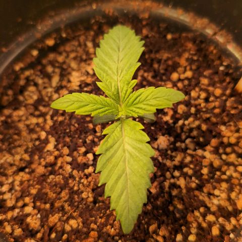 Broadway Runtz #1 growlog timeline photo