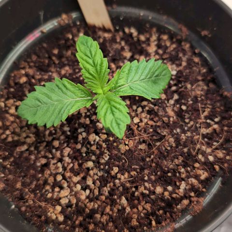 Broadway Runtz #2 growlog timeline photo