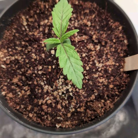 Jelly Donutz growlog timeline photo