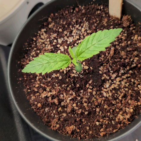 Blueberry Cupcake  growlog timeline photo