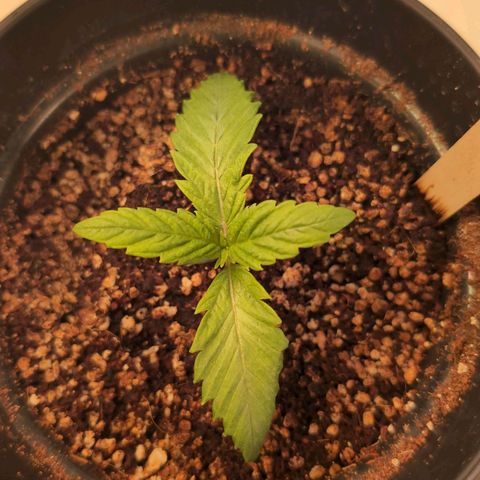 Broadway Runtz #1 growlog timeline photo