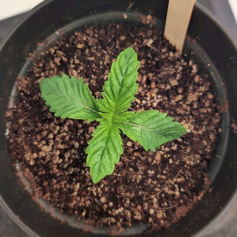 Broadway Runtz #2 growlog timeline photo