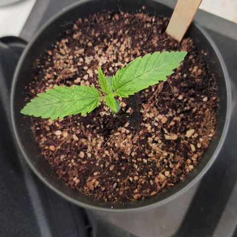 Blueberry Cupcake  growlog timeline photo