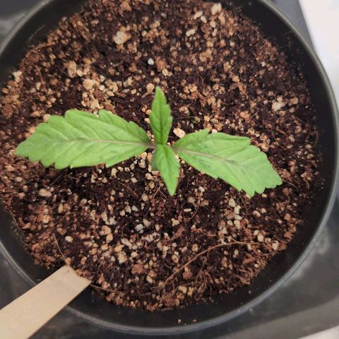 Jelly Donutz growlog timeline photo