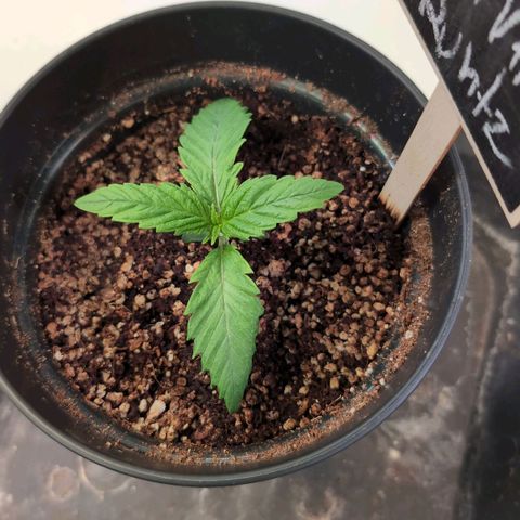 Broadway Runtz #1 growlog timeline photo