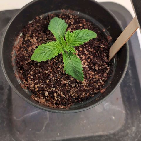 Broadway Runtz #2 growlog timeline photo
