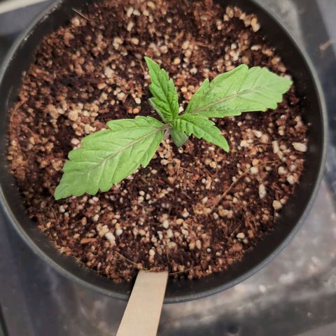Jelly Donutz growlog timeline photo