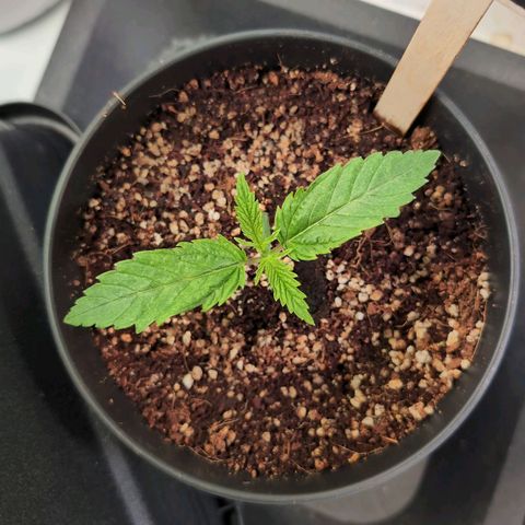 Blueberry Cupcake  growlog timeline photo