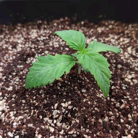 Broadway Runtz #1 growlog timeline photo
