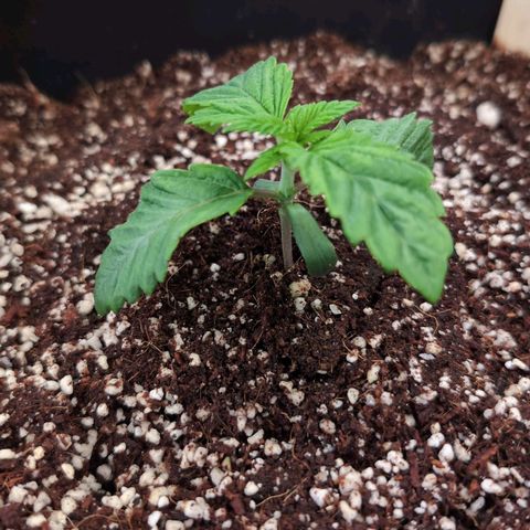Broadway Runtz #2 growlog timeline photo