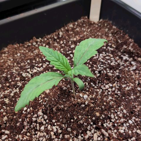 Jelly Donutz growlog timeline photo