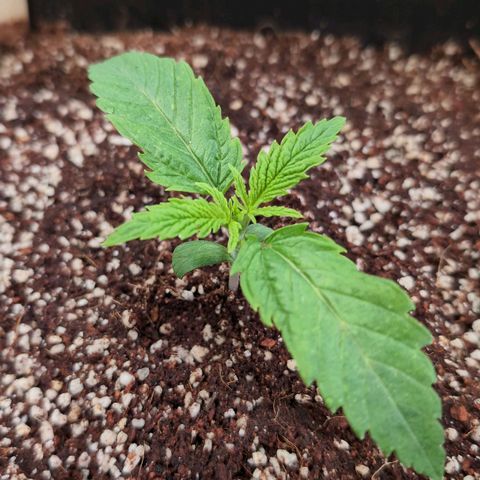 Blueberry Cupcake  growlog timeline photo