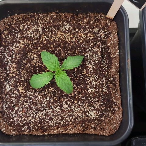Broadway Runtz #1 growlog timeline photo